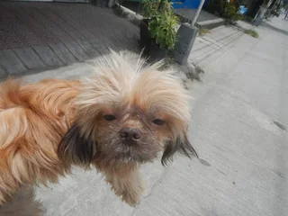 Shih Tzu looking forward with a long tan and black coat