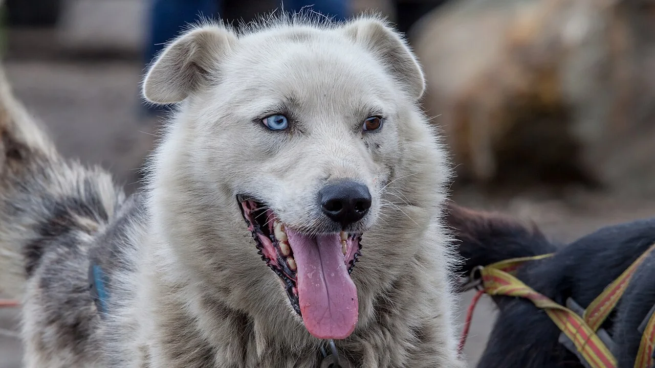 Siberian Husky looking forward with a thick gray and white coat