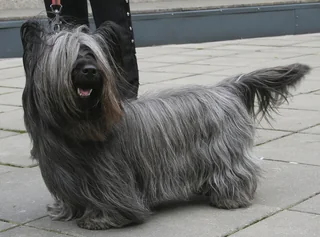 Gray Skye Terrier standing on pavement with a long coat