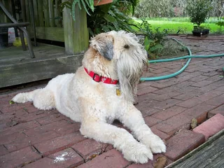 Soft Coated Wheaten Terrier resting outdoors with a pale wavy coat