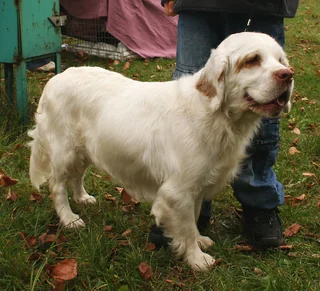 White Clumber Spaniel standing on grass with cream ear patches
