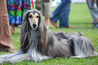 Afghan Hound lying on grass with a long, flowing gray coat