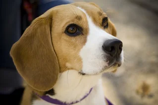 Male Beagle looking forward with a tan and white short coat