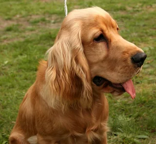 Golden English Cocker Spaniel in profile with long feathered ears