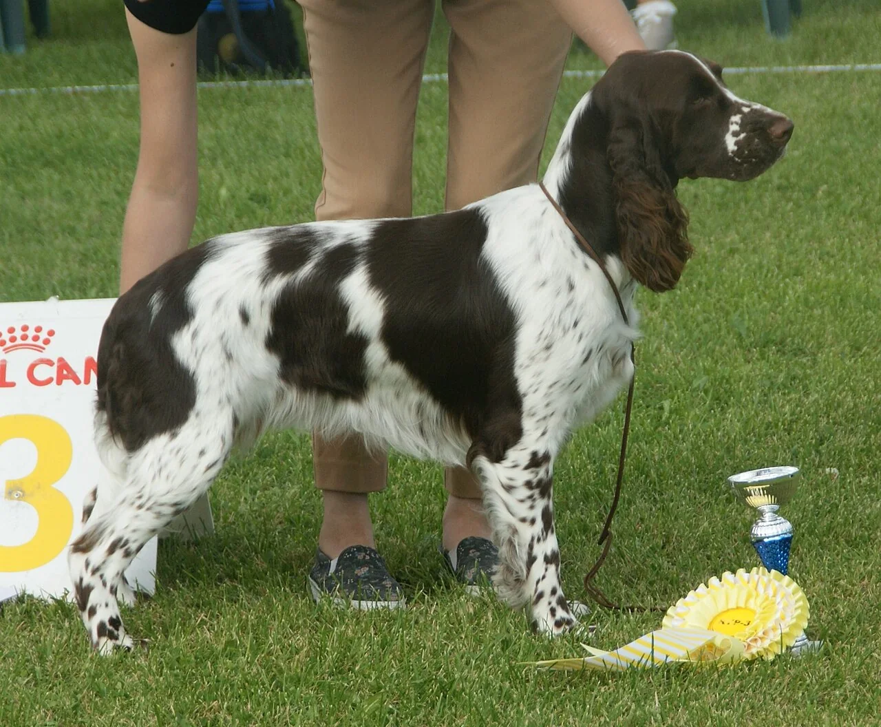 Liver and white female English Springer Spaniel standing in profile