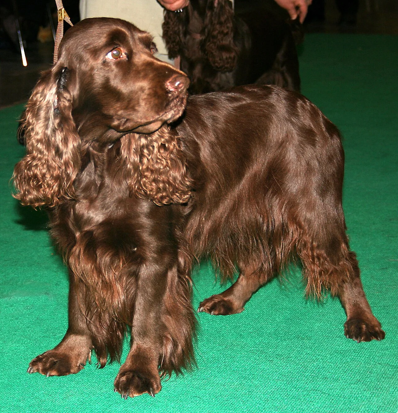 Liver Field Spaniel standing at a dog show with a feathered coat