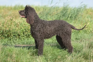 Irish Water Spaniel standing in profile with a curly brown coat