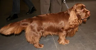 Sussex Spaniel standing in profile with a golden liver coat