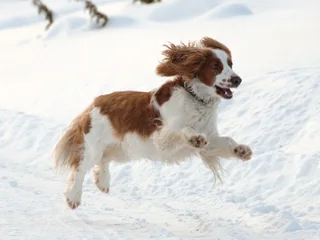 Red and white Welsh Springer Spaniel running through snow