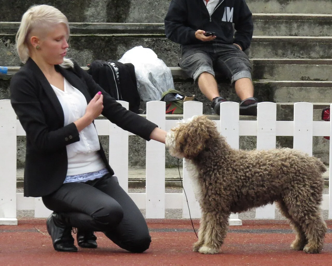 Spanish Water Dog standing at a show with a curly coat