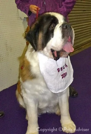 Saint Bernard sitting at a dog show with a broad white and brown head