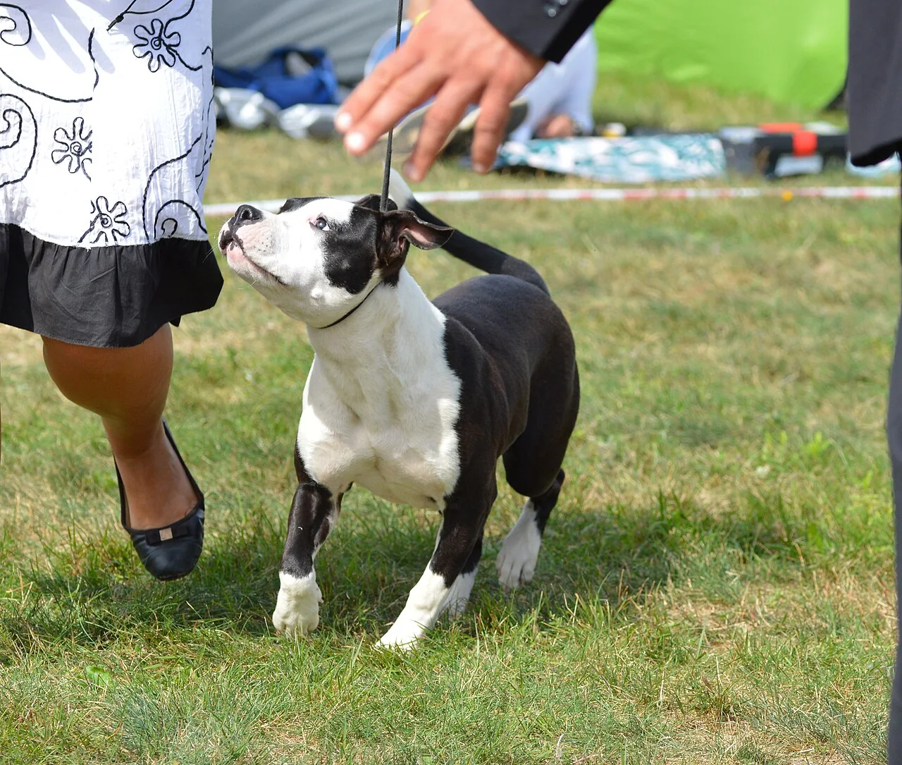 Black and white Staffordshire Bull Terrier standing on grass