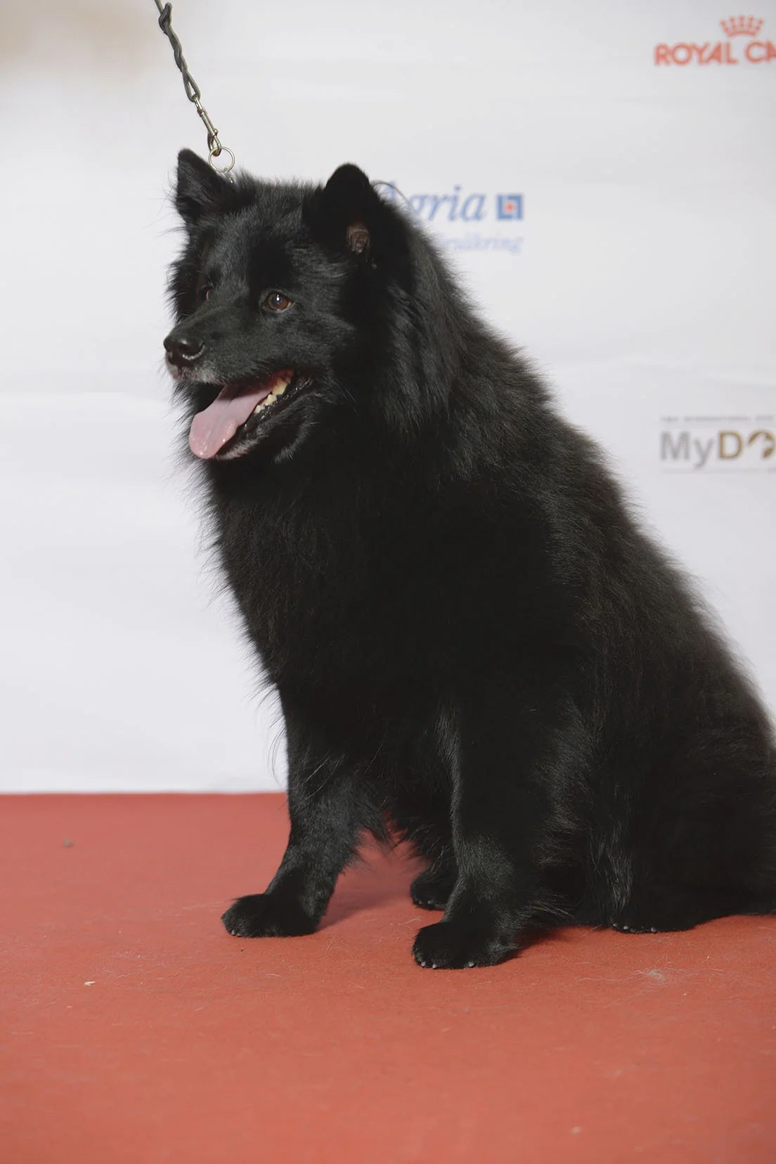 Black Swedish Lapphund sitting with upright ears and a thick coat