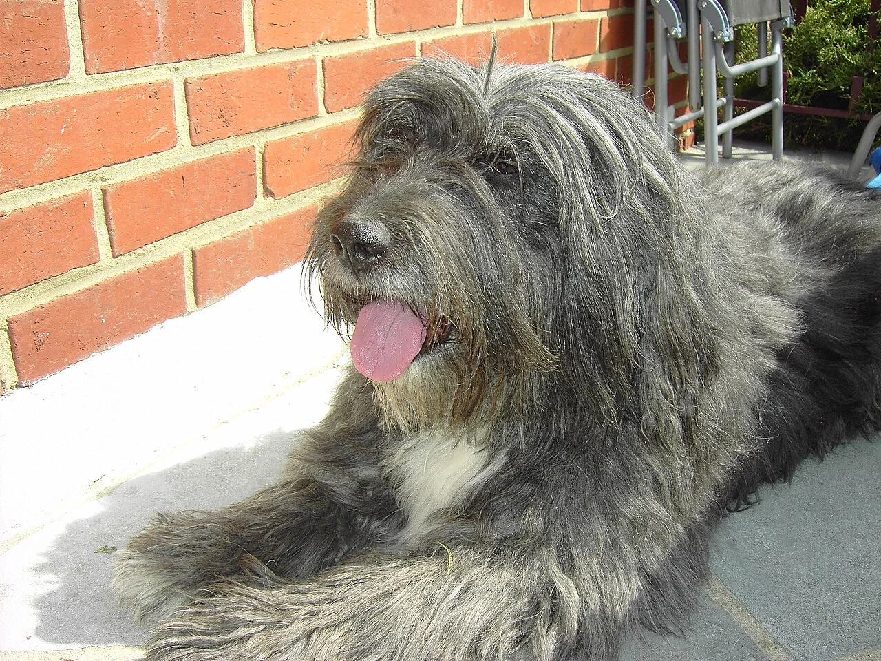 Bearded Collie resting on a balcony with a long shaggy coat