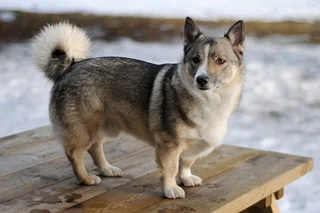 Swedish Vallhund standing outdoors with a gray coat and short legs