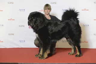 Black and tan Tibetan Mastiff standing at a dog show