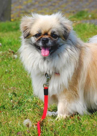 Tibetan Spaniel sitting on grass with a cream mane and dark face