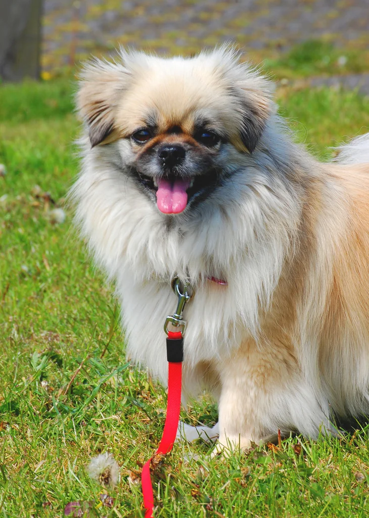 Tibetan Spaniel sitting on grass with a cream mane and dark face