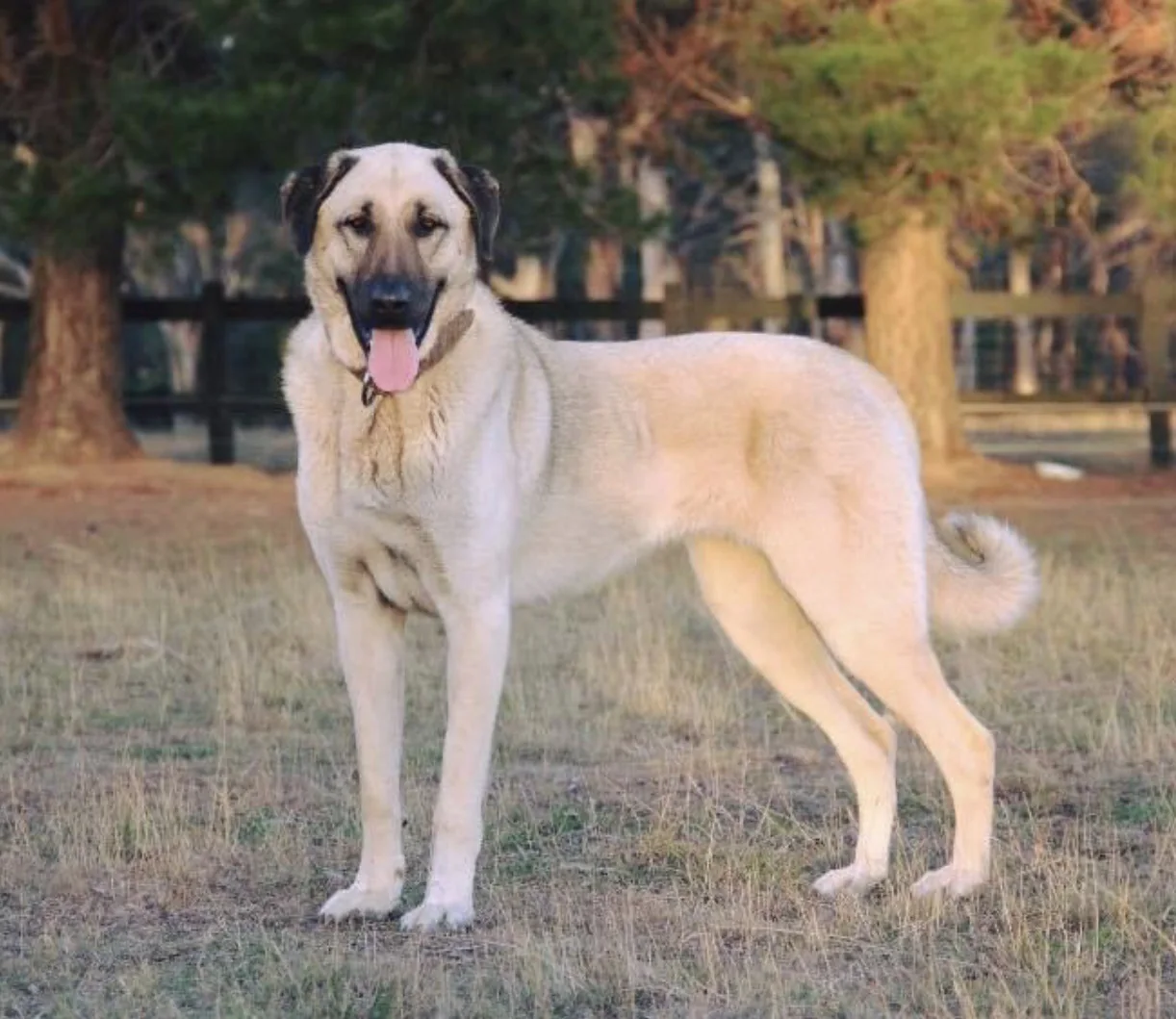 Female Kangal standing outdoors with a fawn coat and black mask