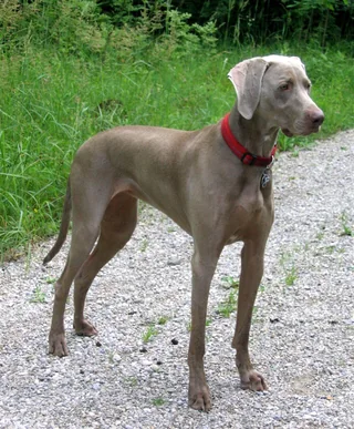Two-year-old female Weimaraner standing outdoors with a gray coat