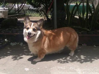 Red and white Pembroke Welsh Corgi standing on a garden path