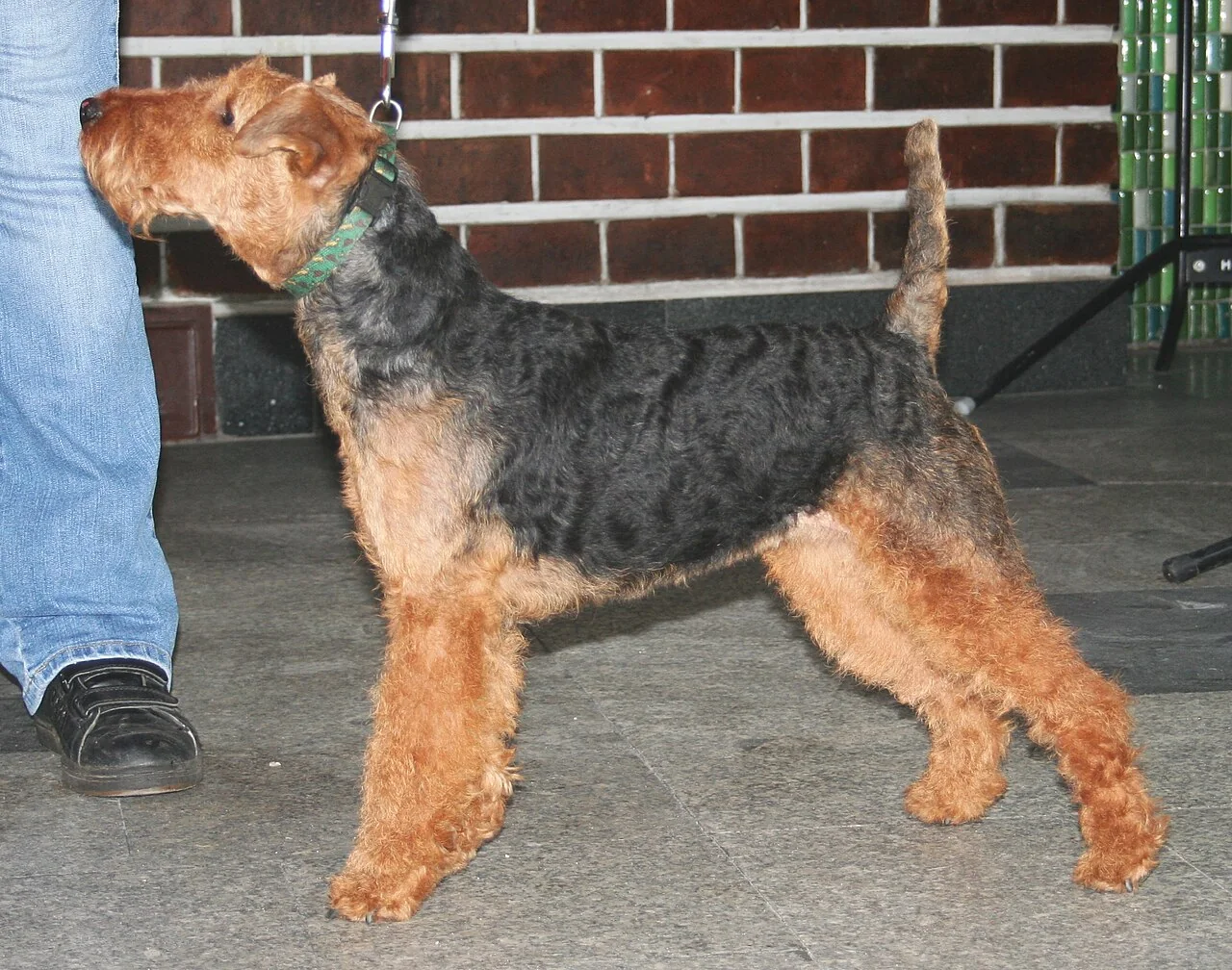 Welsh Terrier standing in profile at a dog show