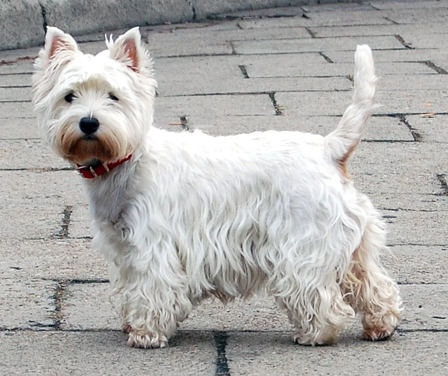 West Highland White Terrier standing on pavement with upright ears