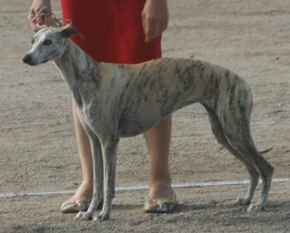 Fawn brindle Whippet standing in profile at a dog show