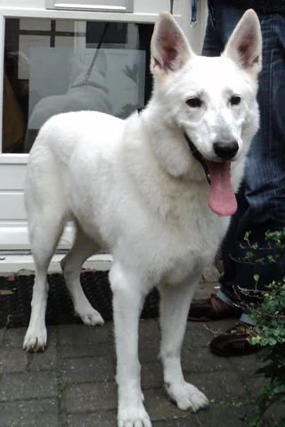 Eleven-year-old male White Swiss Shepherd standing outdoors