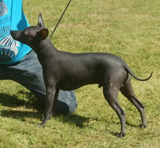 Black intermediate Xoloitzcuintle standing on grass at a dog show