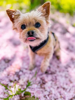 Yorkshire Terrier sitting among pink fallen blossoms