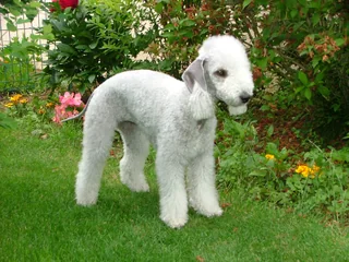 White Bedlington Terrier standing on grass with a clipped curly coat