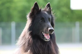Black Belgian Groenendael with upright ears and a long coat