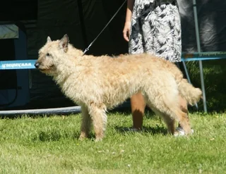 Belgian Laekenois standing on grass with a rough fawn coat