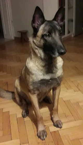 Belgian Malinois sitting indoors with upright ears and a short coat