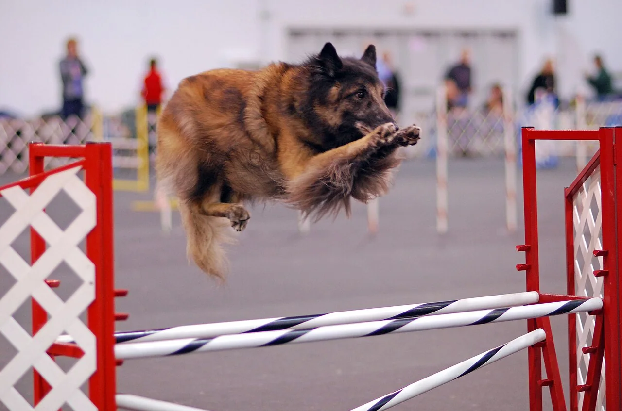 Belgian Tervuren jumping an agility obstacle with a long fawn coat