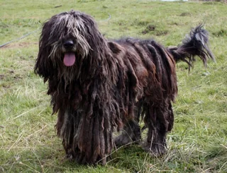 Bergamasco Sheepdog standing outdoors with a long corded coat