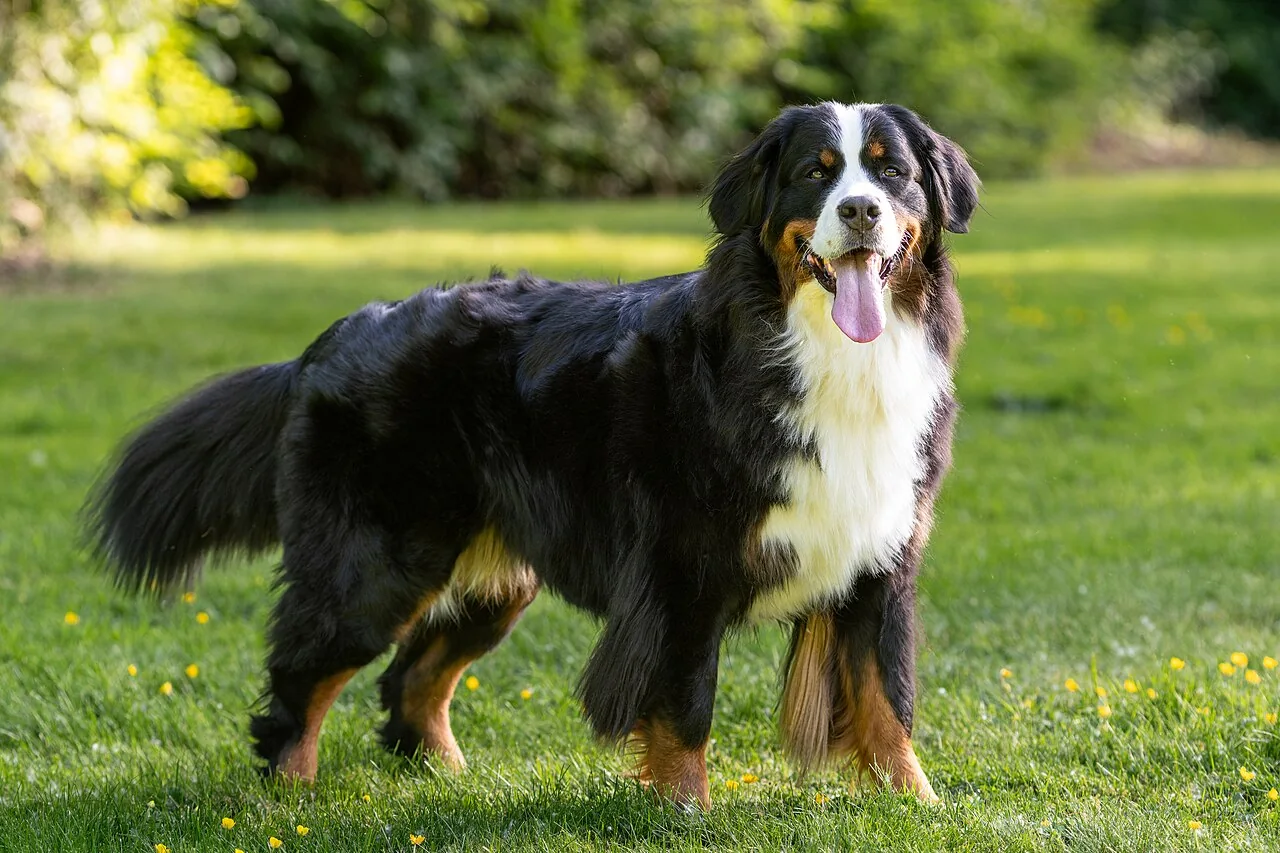 Bernese Mountain Dog standing in grass with a tricolor coat
