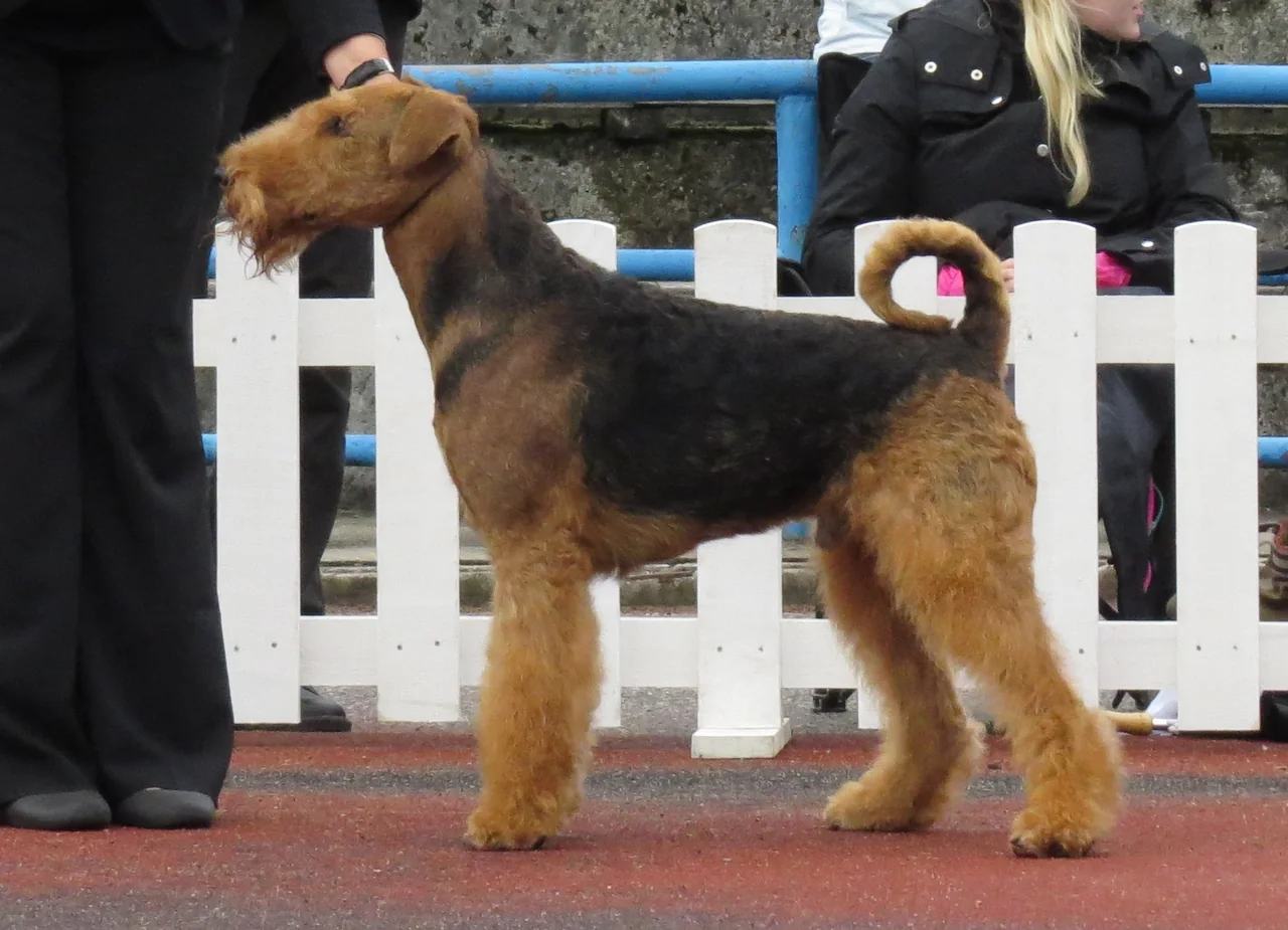 Airedale Terrier standing in profile with a tan head and black saddle