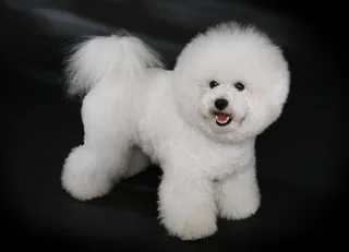 White Bichon Frise standing with a rounded clipped coat