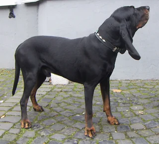 Black and Tan Coonhound standing with long hanging ears