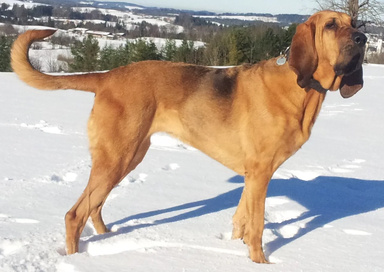 Red Bloodhound standing in snow with long ears and loose facial skin