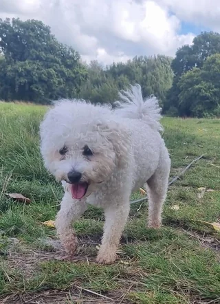 White Bolognese walking on grass