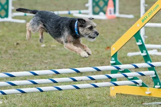 Border Terrier jumping an agility obstacle with a rough grizzle coat