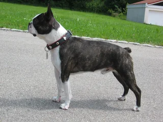 Brindle and white Boston Terrier standing on pavement