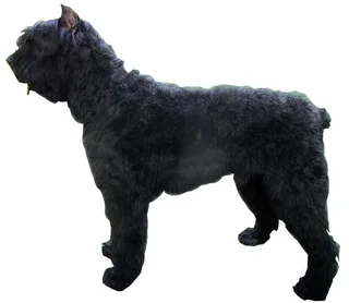 Black Bouvier des Flandres standing in profile on a white background