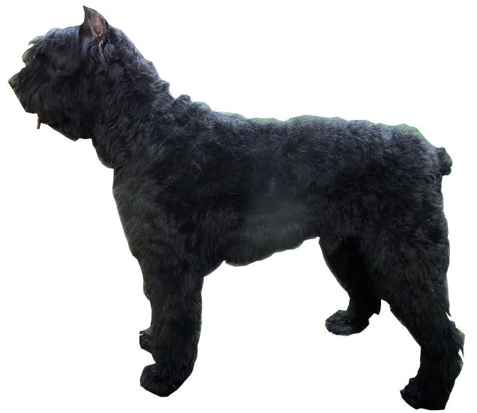 Black Bouvier des Flandres standing in profile on a white background