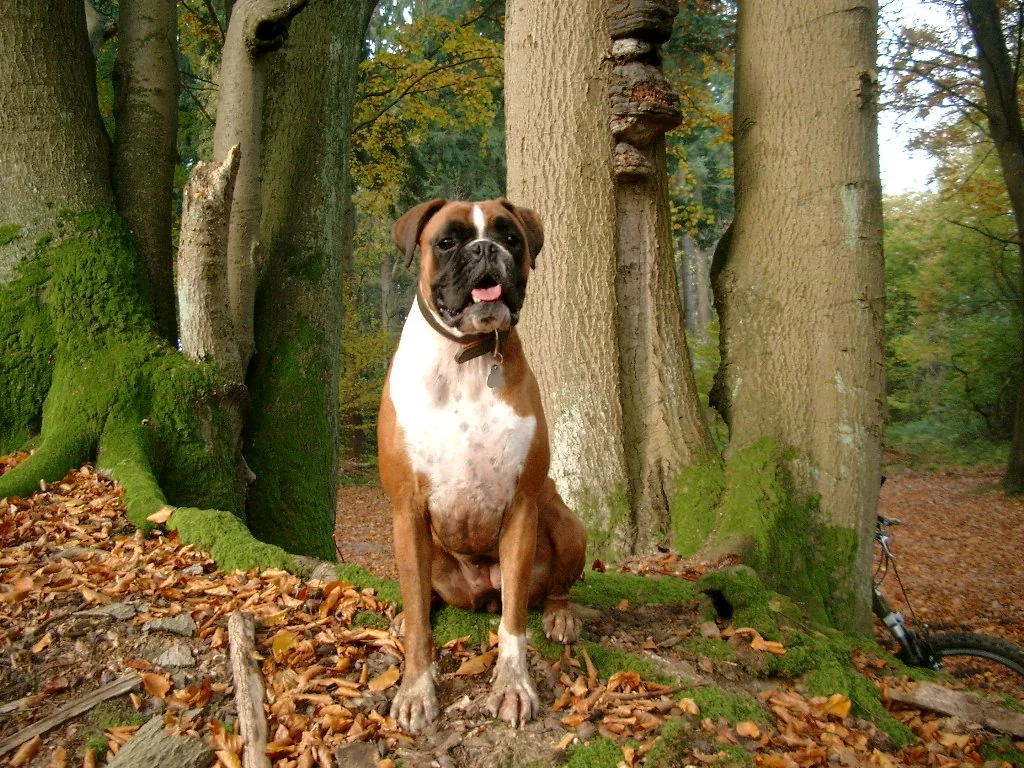 Fawn and white Boxer sitting in woodland