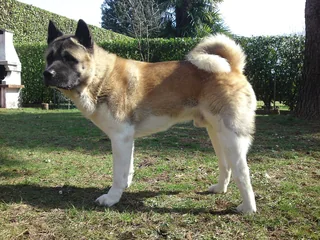 Adult American Akita standing on grass with a curled tail