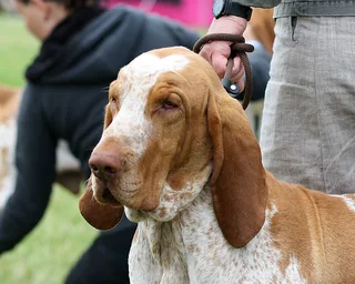 Orange and white Bracco Italiano with a short coat and long ears